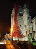 Poppy fall at night