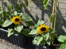 not the tallest sunflowers