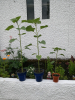 Neve's sunflowers - 18th June
