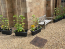 Around the church 24th June