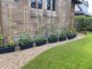 Around the Church 24th June